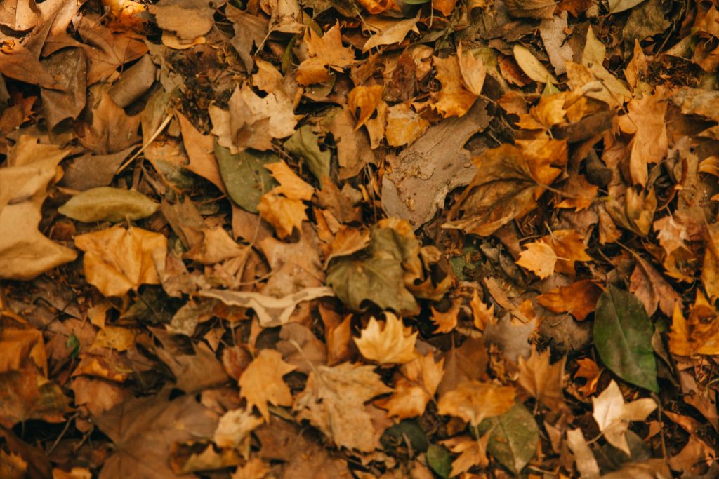 Meditazione in Autunno